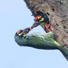 Coppersmith Barbets at a nest in a dead tree