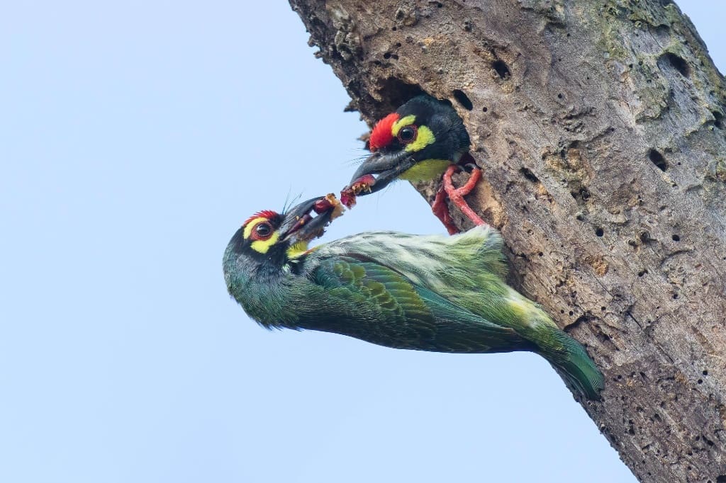 Coppersmith Barbets at a nest in a dead tree