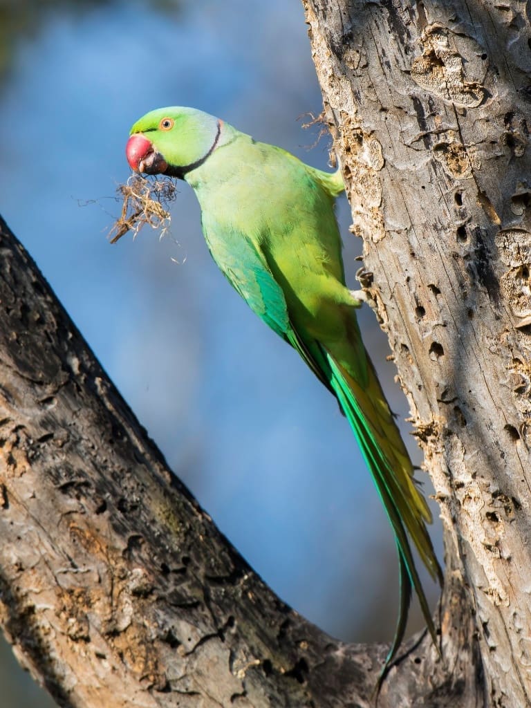 Rose-ringed Parakeet on a dead tree