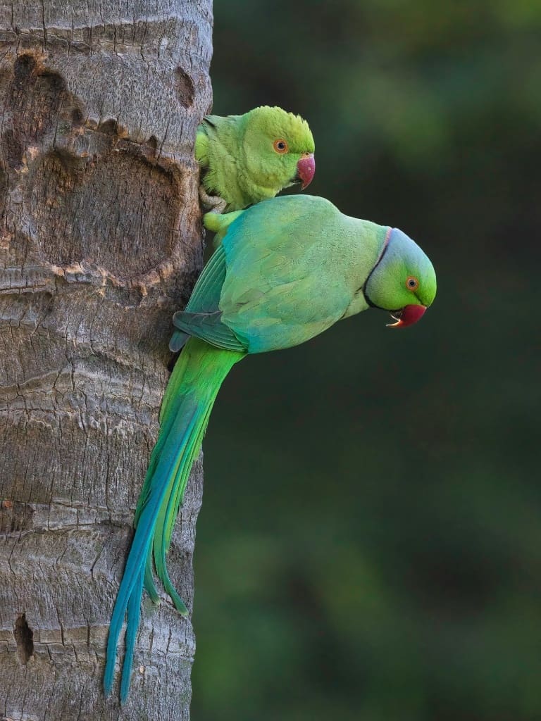 Rose-ringed Parakeet on a dead tree