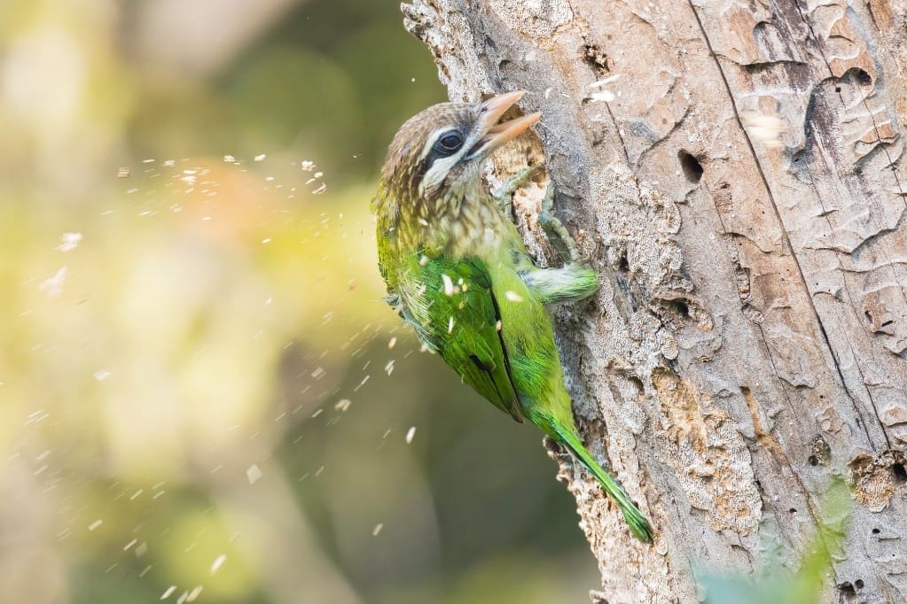 A White-cheeked Barbet excavates a nest hole in a dead tree trunk