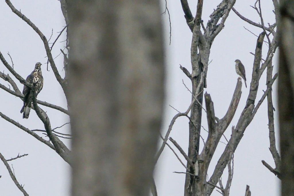 Raptors on a dead tree