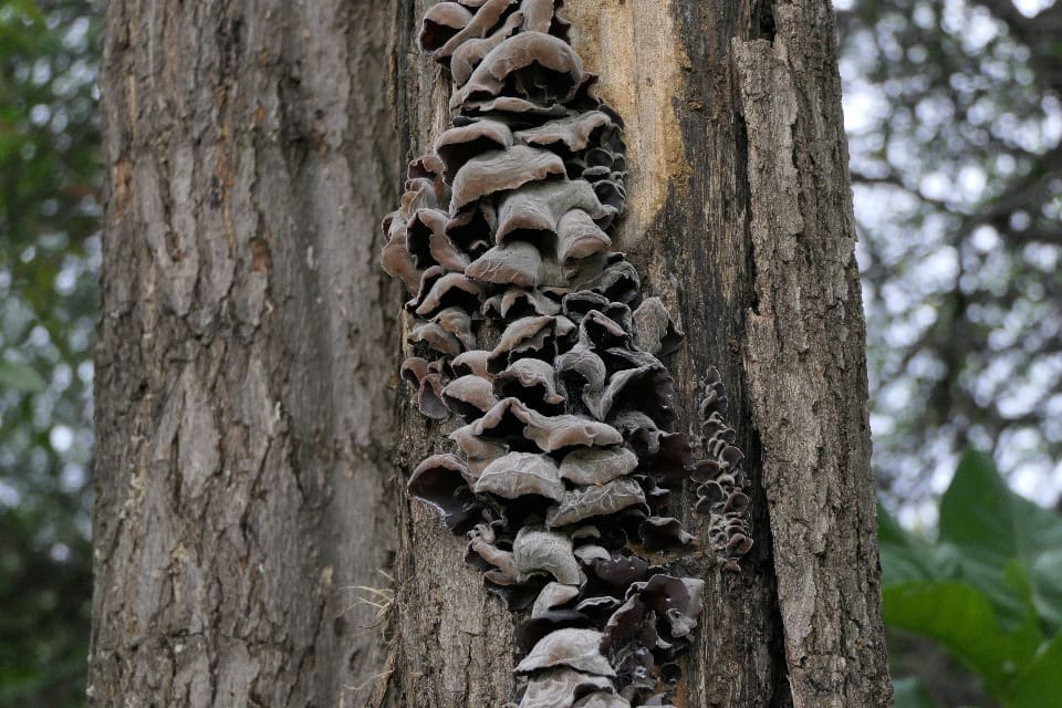 Wood-ear mushrooms on a dead tree