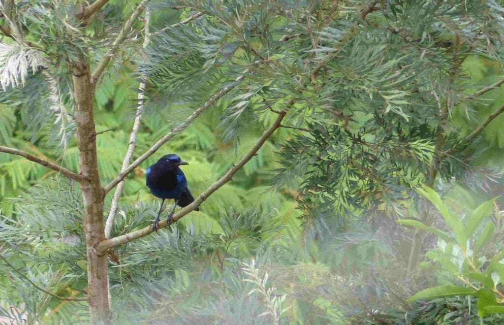 Malabar Whistling Thrush