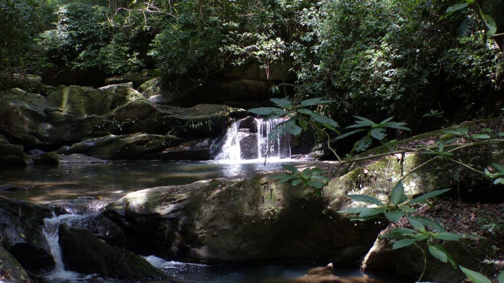 Munnar forest landscape