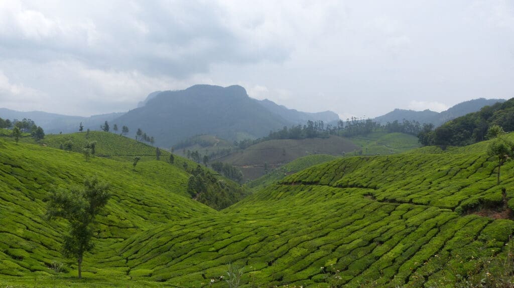 Munnar Tea Garden