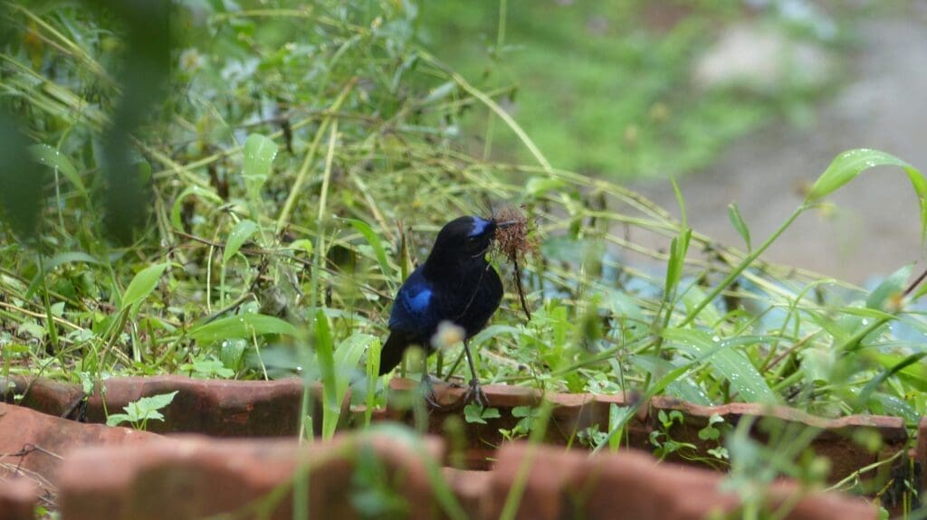 Malabar Whistling Thrush Muthirapuzha