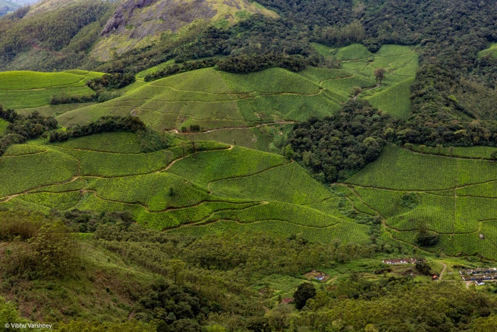 Munnar landscape with tea gardens and shola forests