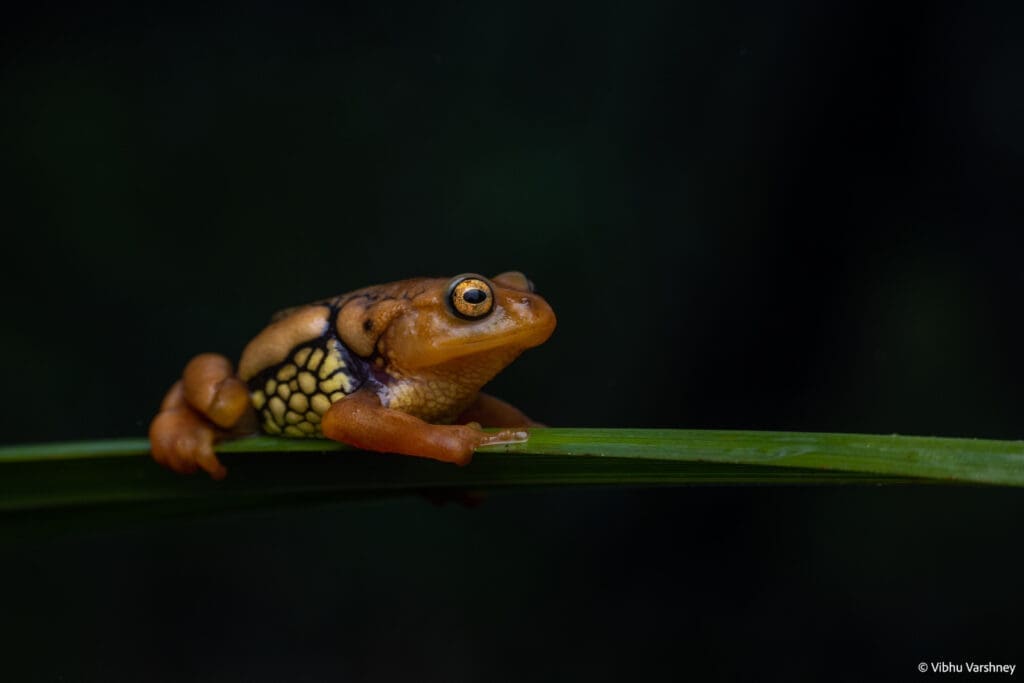 Resplendent Bush Frog (Raorchestes resplendens)