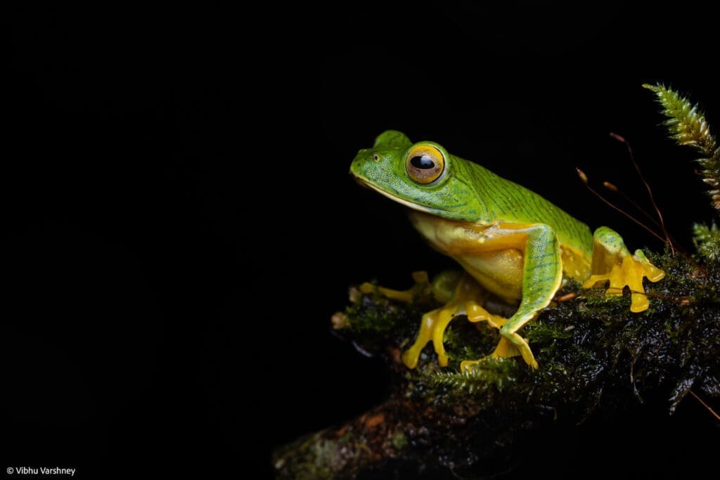 False Malabar Gliding Frog (Rhacophorous pseudomalabaricus)