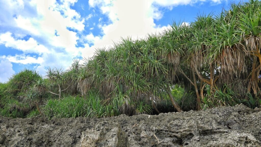 Pandanus grows luxuriantly on the coral rag