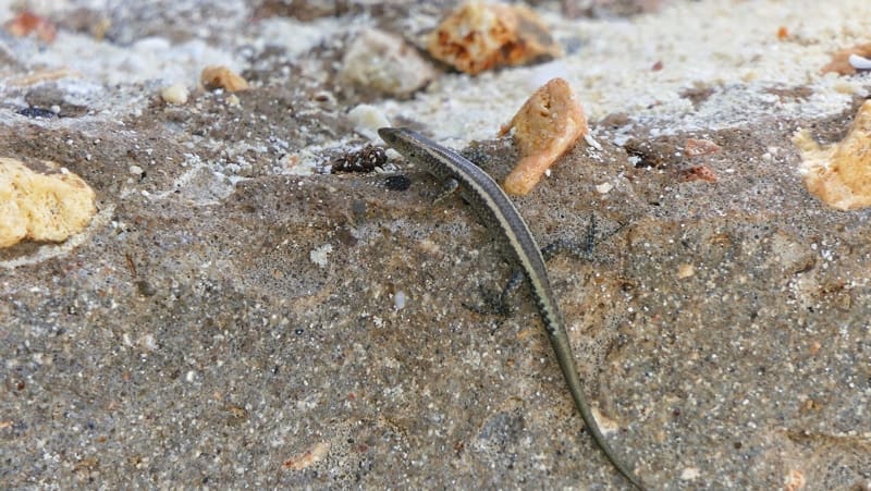 Its colouration helps the Coral-rag Skink blend into its habitat