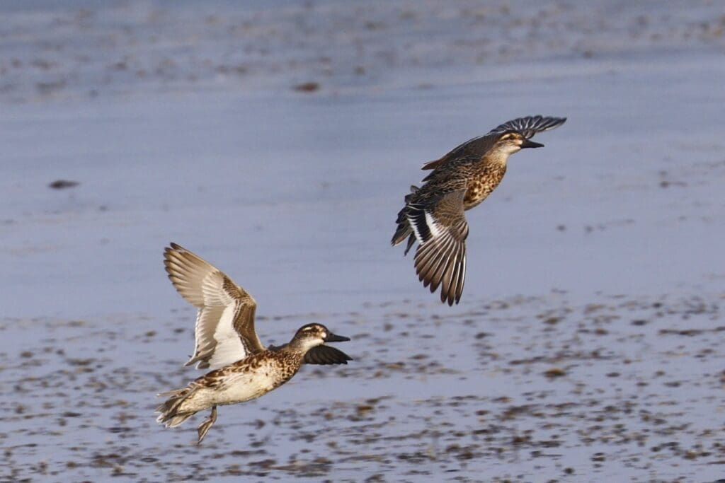 Migratory ducks like these Garganey visit Saul Kere in large numbers