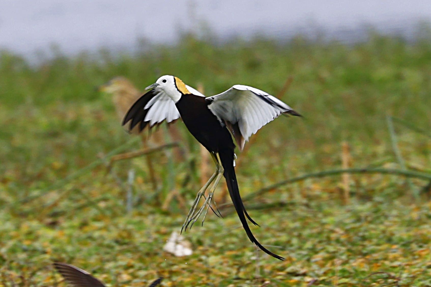 Pheasant-tailed Jacana at Saul Kere
