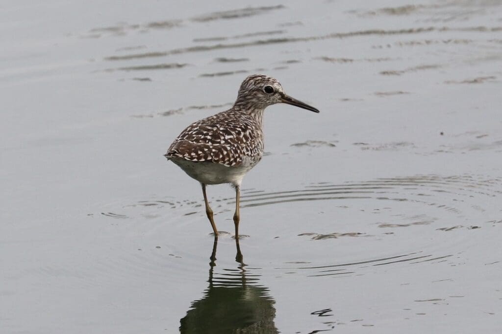 Wood Sandpiper at Saul Kere