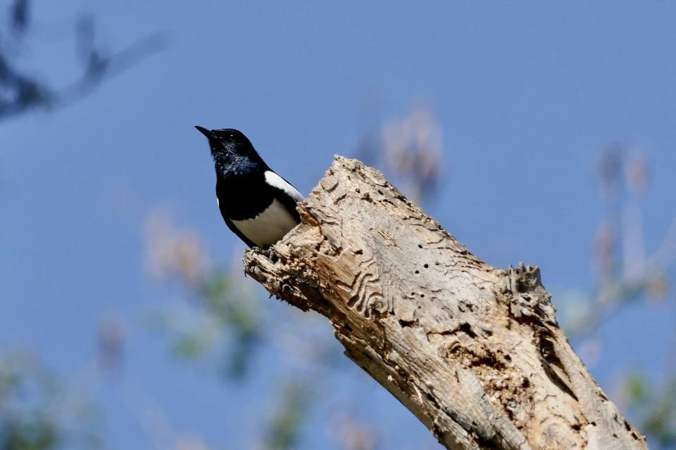 Oriental Magpie-Robin breeding at Saul Kere