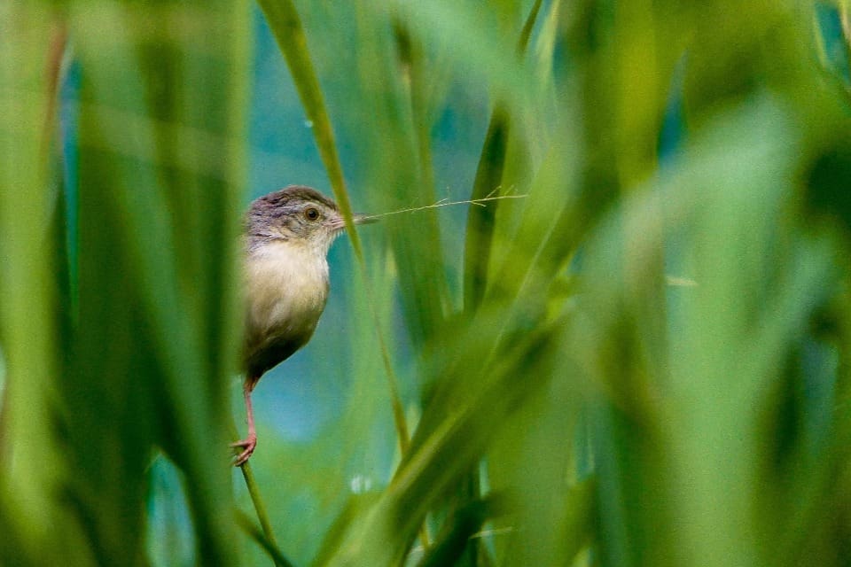 Plain Prinia in grassy habitat