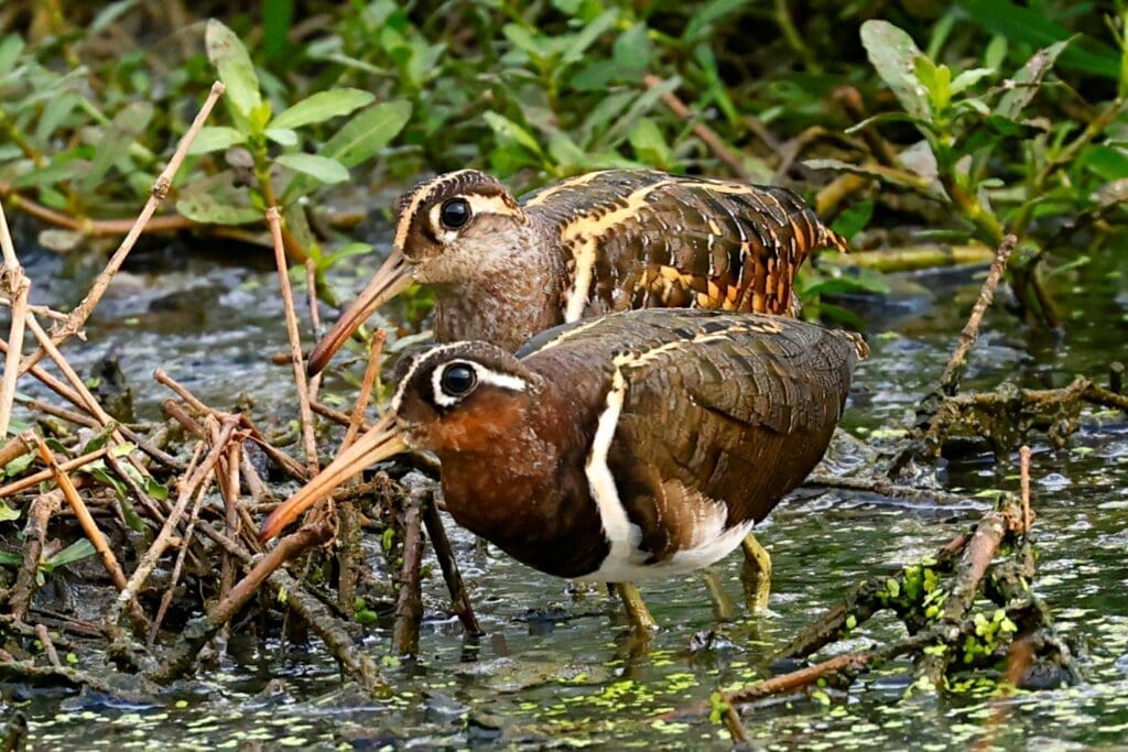 Greater Painted-snipe at Saul Kere