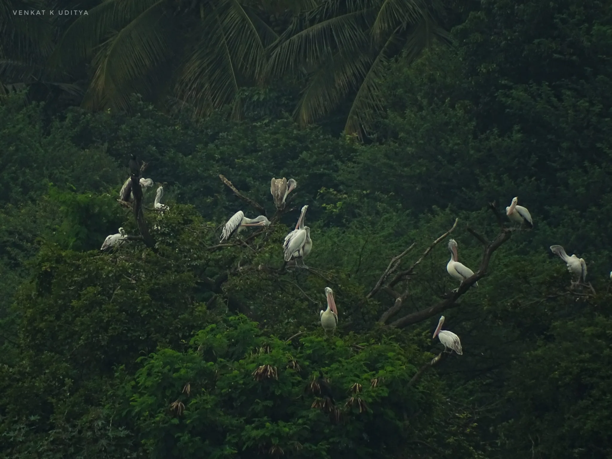 Spot-billed Pelicans at roost on the island trees