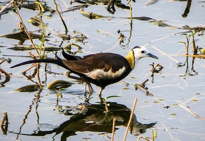 Pheasant-tailed Jacana in breeding plumage