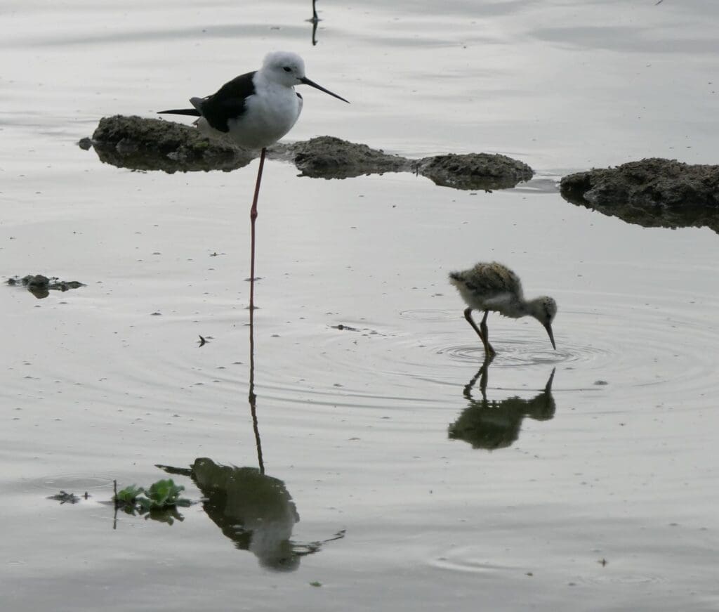 Black-winged Stilt with juvenile at Saul Kere in Bengaluru