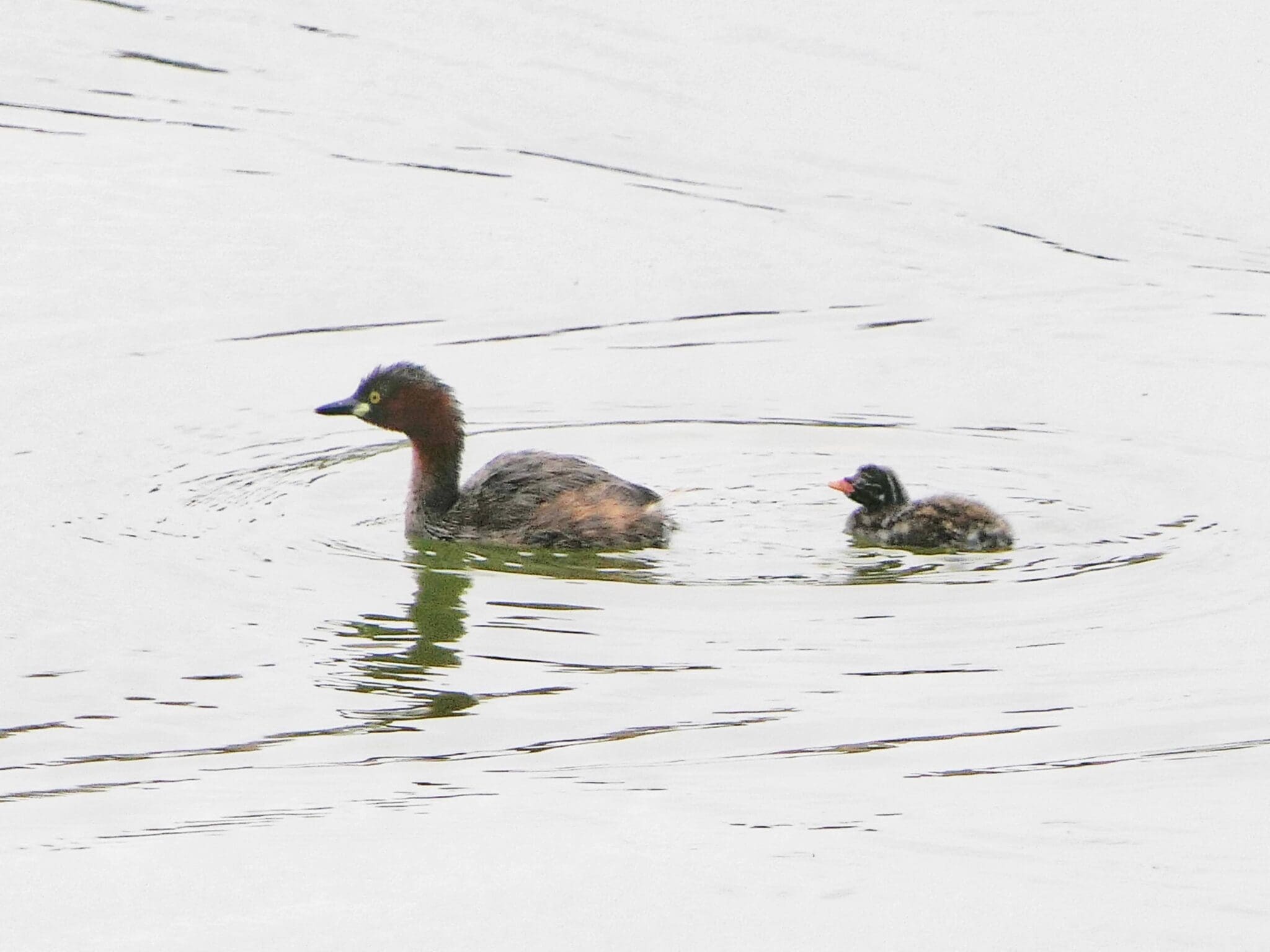 Little Grebes are devoted parents