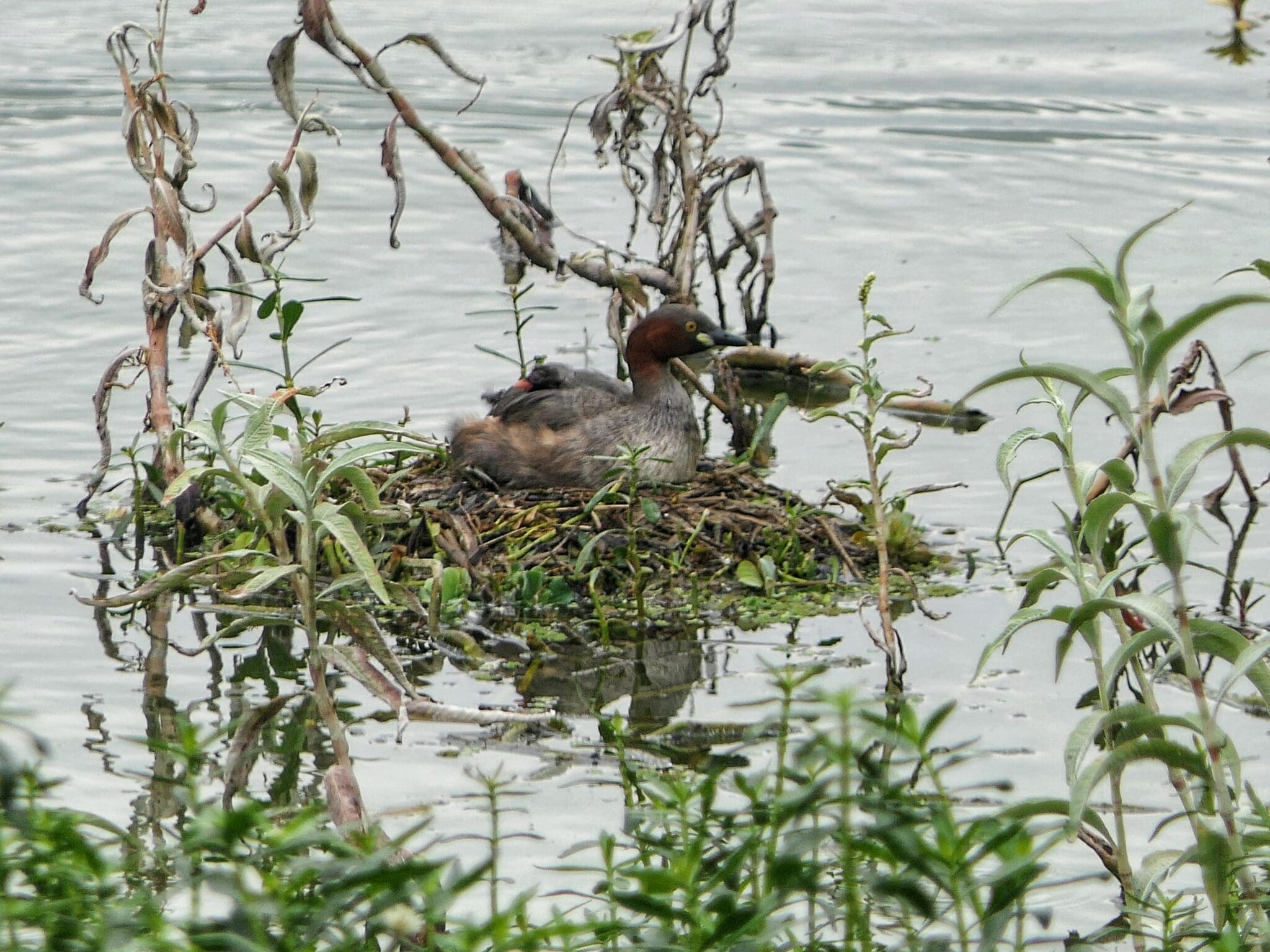 A Little Grebe on its nest in the wetland