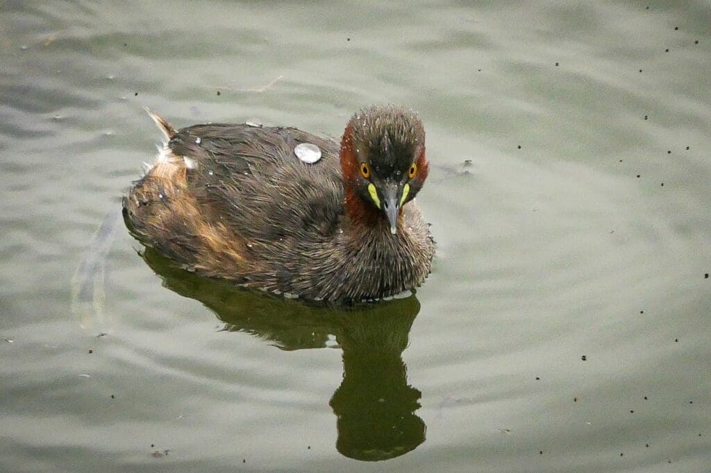 Little Grebe after a dive