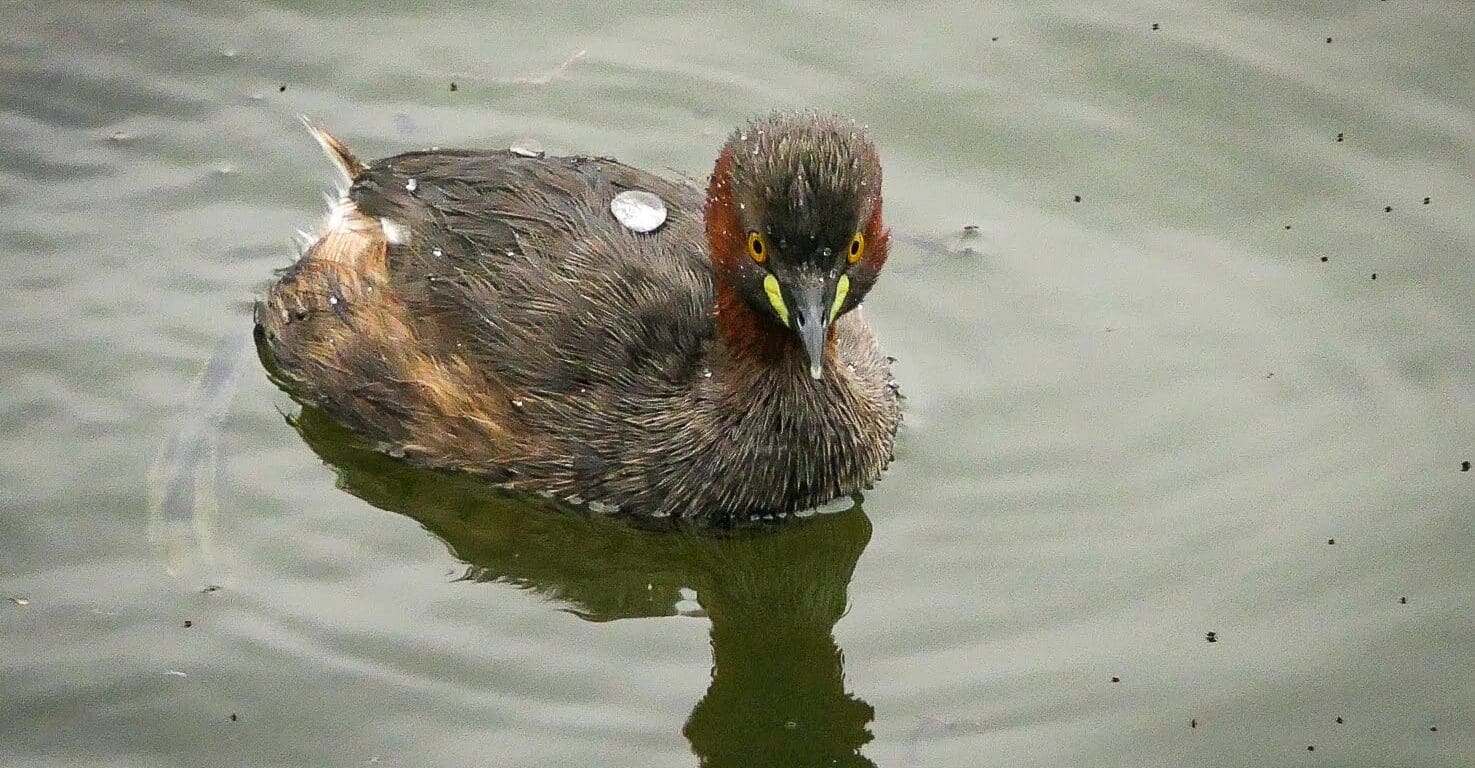 Little Grebe after a dive