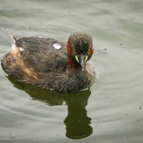 Little Grebe after a dive