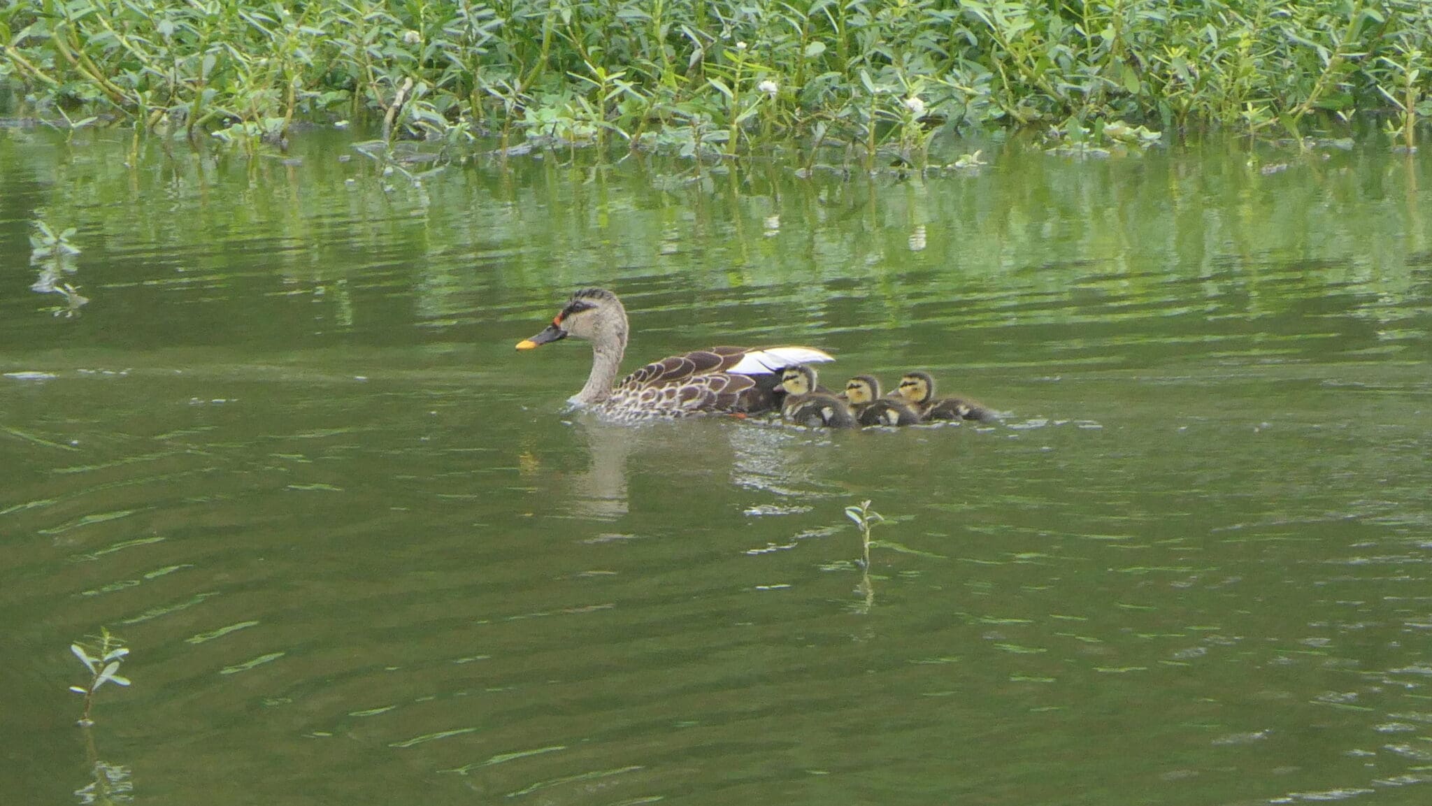 Indian Spot-billed Duck with ducklings