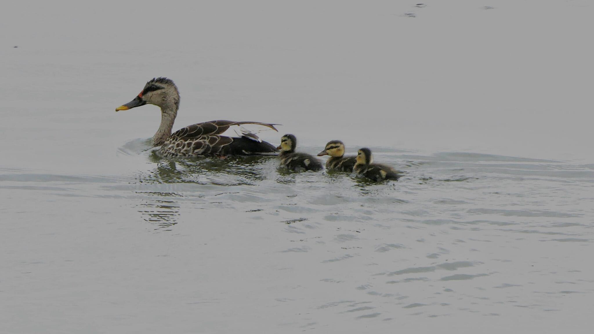 Indian Spot-billed Duck with Ducklings