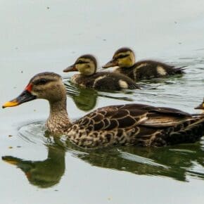 Indian Spot-billed Ducks with ducklings