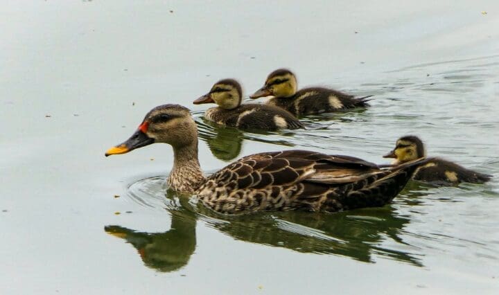 Indian Spot-billed Ducks with ducklings