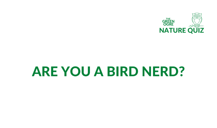 The Green Ogre Nature Quiz - Are you a Bird Nerd?