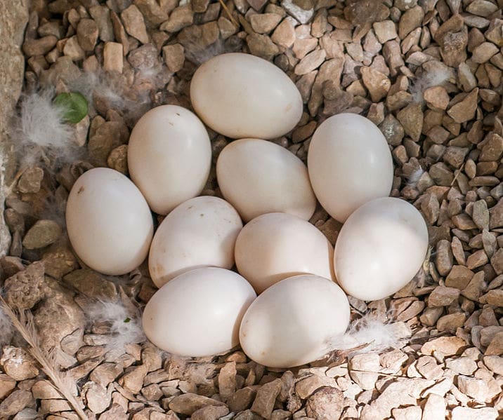 Duck Eggs | Wikimedia Commons