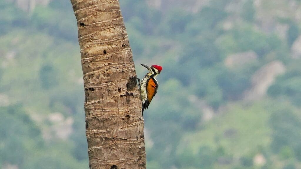 White-naped Woodpecker male | The Green Ogre