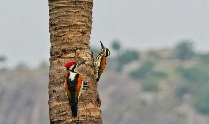 White-naped Woodpecker - observing birds with The Green Ogre