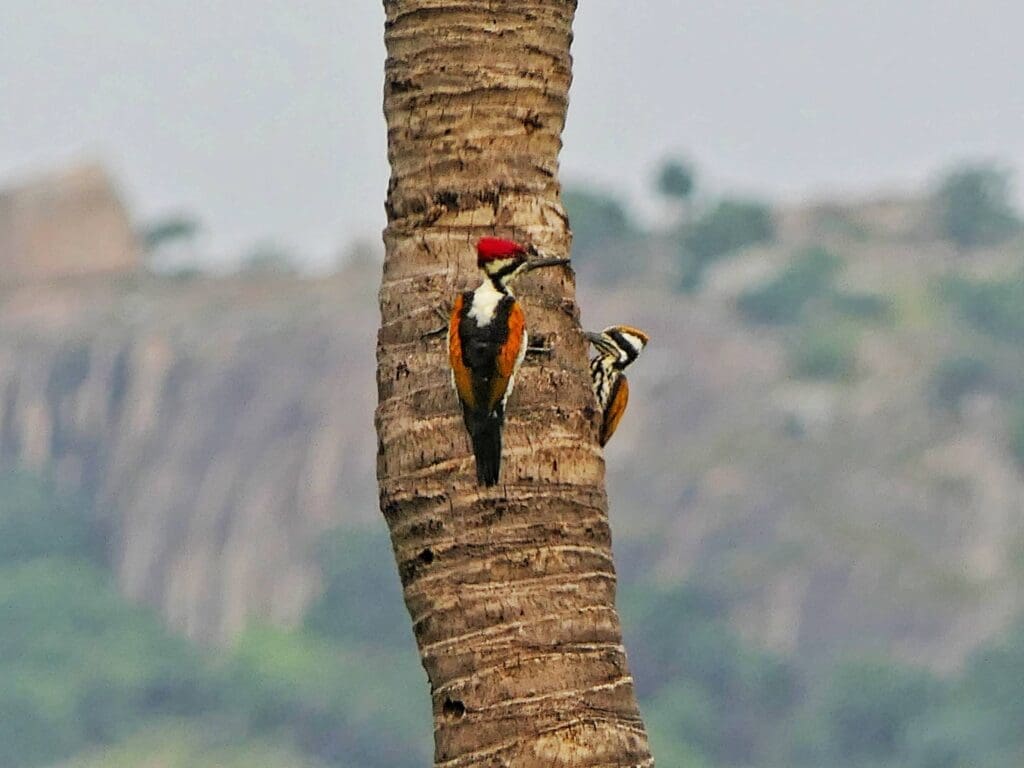 Male and female White-naped woodpeckers | The Green Ogre