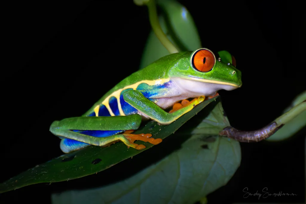 Red-eyed Tree Frog in Guapiles, Costa Rica