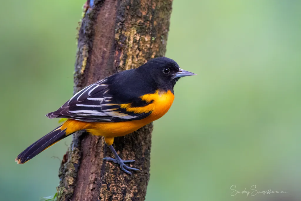 Baltimore Oriole