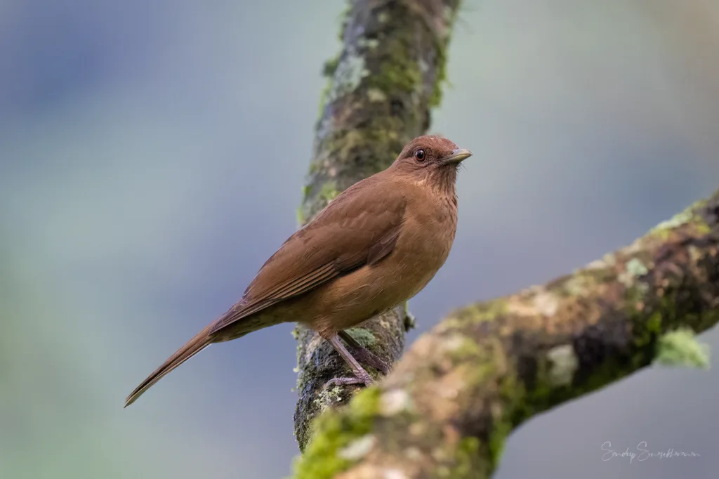Clay-Colored Thrush, the unassuming national bird of Costa Rica