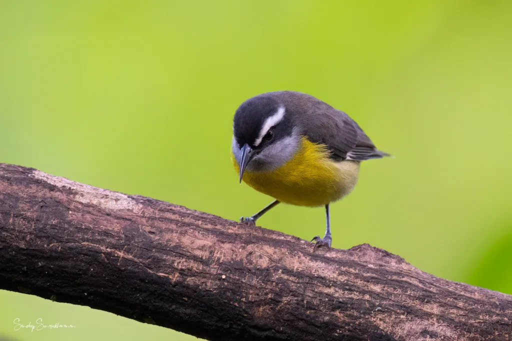 Bananaquit