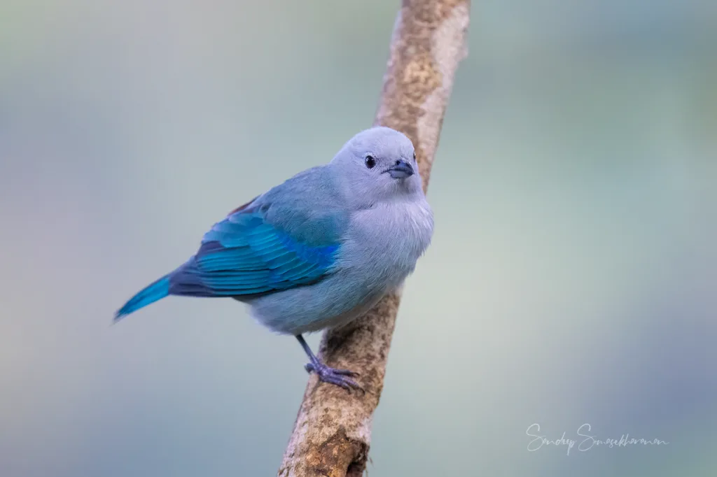 Blue-Gray Tanager