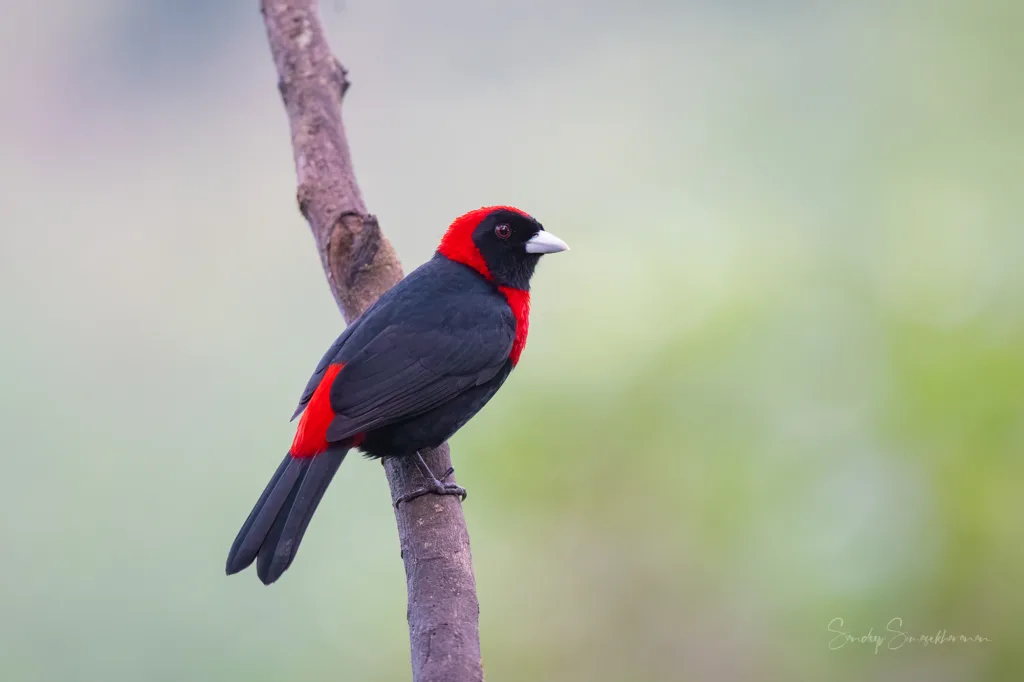 A Crimson-collared Tanager in Costa Rica