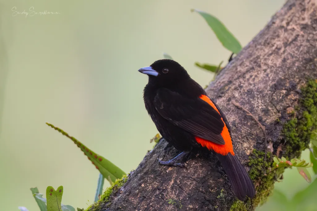 Scarlet-Rumped Tanager