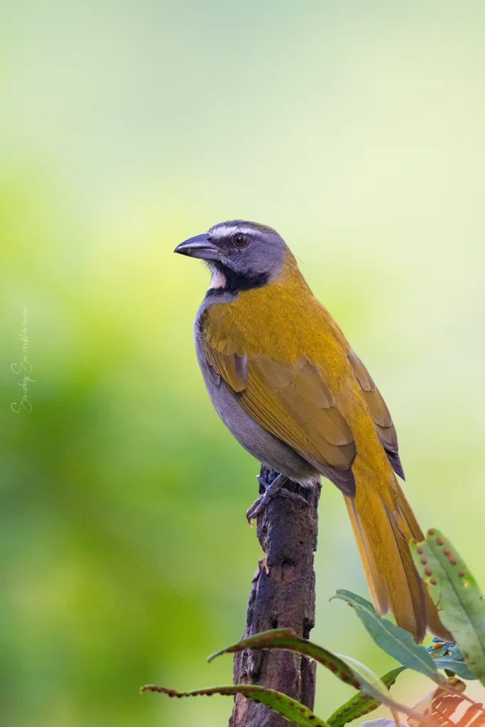 Buff-Throated Saltator