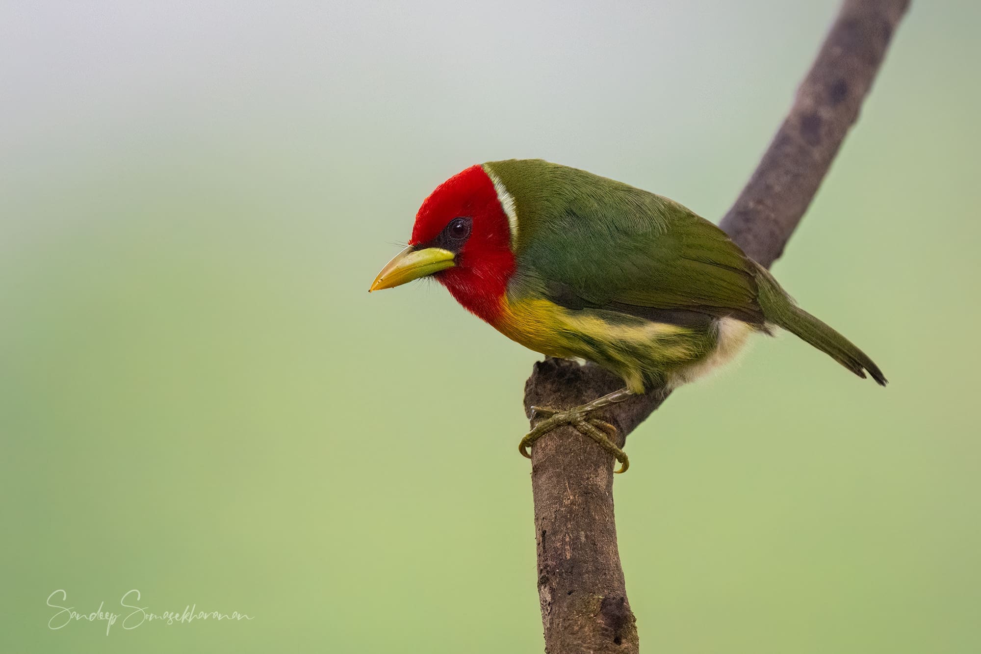 A Red-headed Barbet in Costa Rica photographed by Sandy/ Sandeep Somasekharan