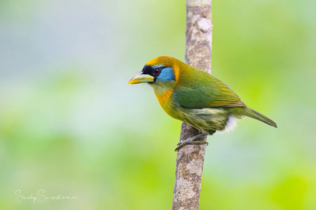The female of the Red-Headed Barbet could pass for the male of another species.