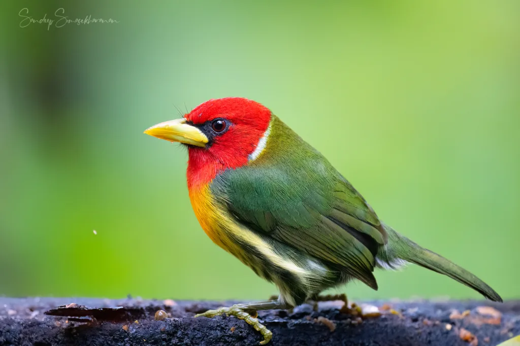 Red-Headed Barbet